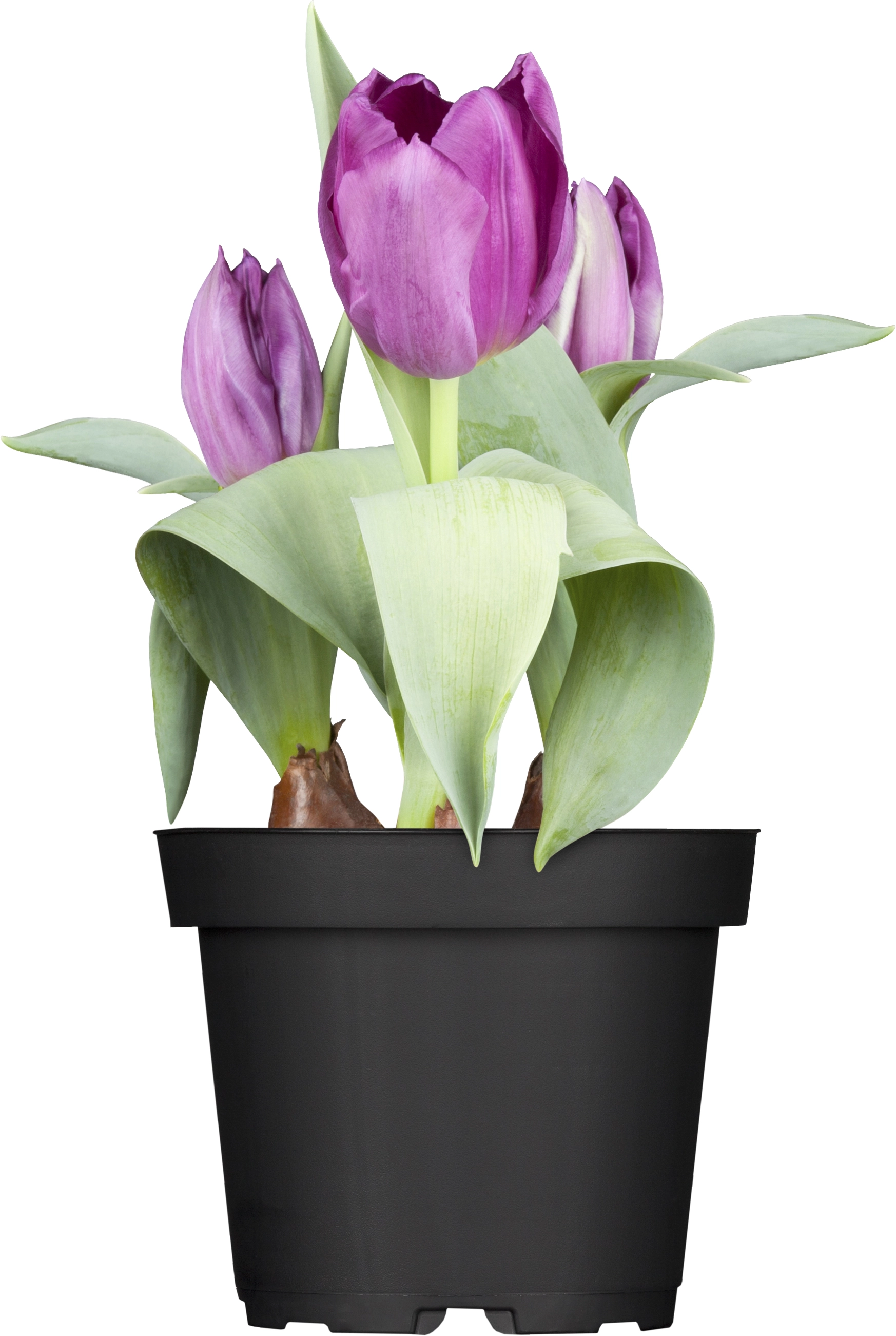 Tulipani in vaso: idee di stile e consigli per la cura