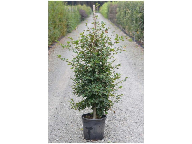 Rotbuche Fagus Sylvatica Topf 18 L Kaufen Bei OBI