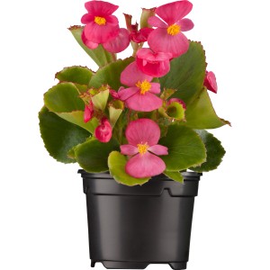 Bégonia semperflorens rose en pot avec feuilles vertes. Pour massifs et balcons.