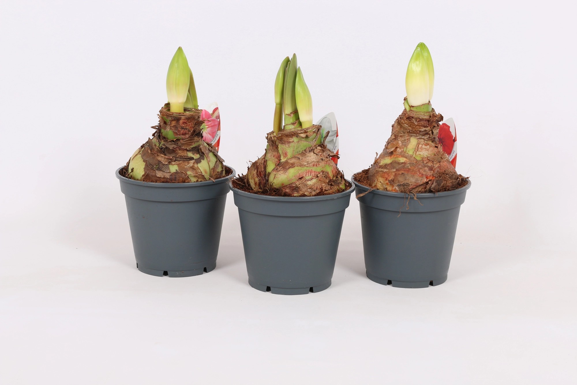 Amaryllis XXXL kaufen bei OBI