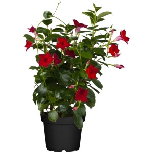 GROW by OBI Dipladenia cespuglio con fiori rossi in vaso (Ø 14 cm).