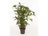 Fischschwanzpalme Caryota mitis Topf Ø 27 cm / Höhe 140 cm
