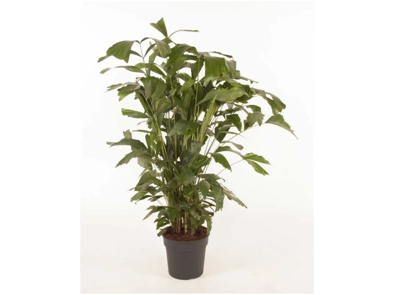 tradescantia variegata Tradescantia 'Brightness' main image 1