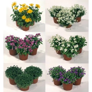 Mix di piante perenni da cuscino con vari colori e varietà in vaso da 11 cm.