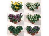 Polsterstauden-Mix verschiedene Sorten Topf Ø 11 cm / Höhe 11 cm / 1 Stk.