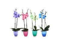 Schmetterlingsorchidee Phalaenopsis Royal Purple 2-Trieber Topf Ø 12 cm Schmetterlingsorchidee Phalaenopsis Royal Purple 2-Trieber Topf Ø 12 cm