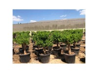 Mandarinenbaum Citrus reticulata Recuperacion Topf Ø 60 cm / Höhe 160 cm