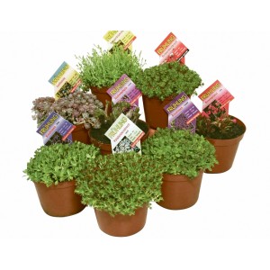 Mix di piante perenni di diverse varietà in vaso (Ø ca. 13 cm). Piante resistenti al freddo per aiuole e vasi.