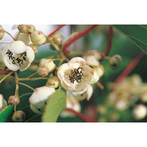 Primo piano dei fiori bianchi di Kiwi Nostino, una specie di arbusto di bacche.