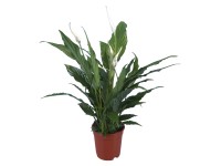 Einblatt Topf-Ø ca. 13 cm Einblatt Topf-Ø ca. 13 cm