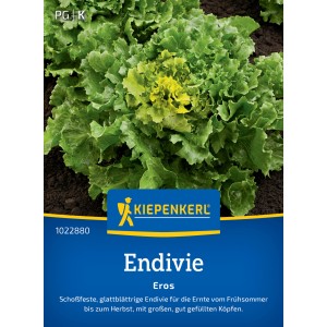 Kiepenkerl Endive 'Eros' : Semence de légume à feuilles lisses, résistante à la montaison, avec des feuilles jaune-vert.
