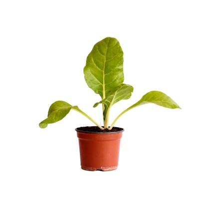 Krautstiel Bio Topf Ø 9 cm