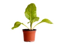 Krautstiel Bio Topf Ø 9 cm