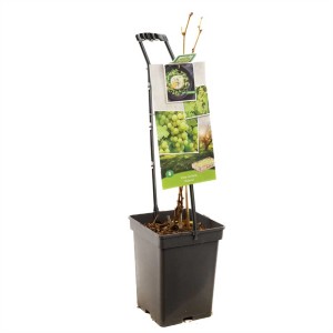 Vigne Vitis vinifera en pot de 20 l, hauteur 60-80 cm.