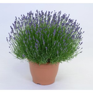 Lavande Felice (Lavandula angustifolia) fleurie en pot XL (10 l).