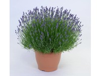 Lavendel Felice Lavandula angustifolia XL Topf 10 l