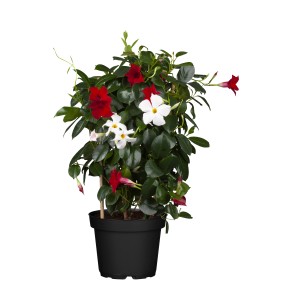 Dipladenia Spalier Duo in vaso con fiori rossi e bianchi, una pianta da contenitore fiorita.