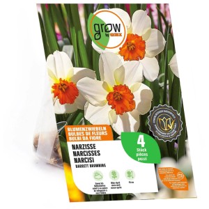 GROW by OBI Narzisse Barret Browning Blumenzwiebeln, 4 Stk. Weiße Blüten mit orangefarbener Krone, 45 cm hoch.