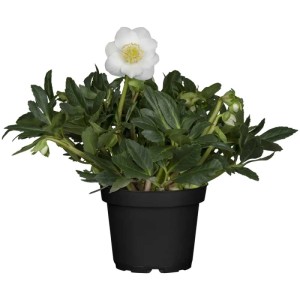 Hellébore Wintersun (Helleborus niger) en pot, fleur blanche. Plante de jardin résistante.