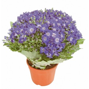 Cineraria in vaso con fiori viola, pianta da esterno per balcone e giardino.