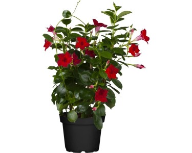 Semi Di Mandevilla Sanderi (100 Pezzi) - Pianta Rampicante Fiorita Per Giardino, Balcone E Vaso