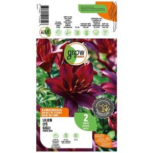 Grow by OBI Lilium Forza Red, 2 pezzi. Fiori rosso scuro. Bulbi da fiore per aiuole, vasi e fiori recisi.
