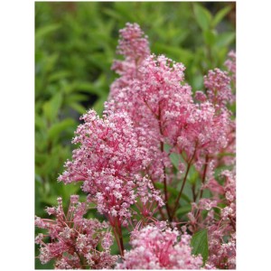 Ceanothus pallidus 'Perle Rose' in vaso, fiori rosa, amica delle api.