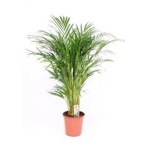 Palmier Areca Gold en pot, env. 120-130 cm de haut. Palmier d'intérieur avec des frondes vertes.