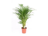 Goldfruchtpalme Areca Dypsis lutescens Topf Ø 24 cm / Höhe 120 -130 cm