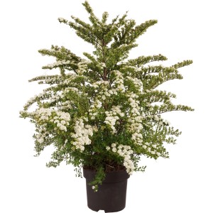 Spirea Snowmound in vaso, alta circa 100 cm, con fiori bianchi e densi.