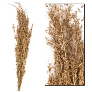 Decofinder fiore secco Alfonso-Gras, colore naturale, altezza 100 cm, per composizioni decorative.