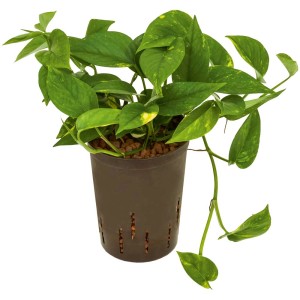 Plante hydroponique pothos doré en pot, feuilles vert et jaune.