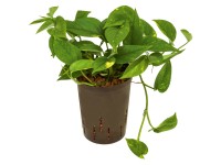 Hydropflanze Efeutute Epipremnum pinnatum Aureum Topf Ø 15 cm