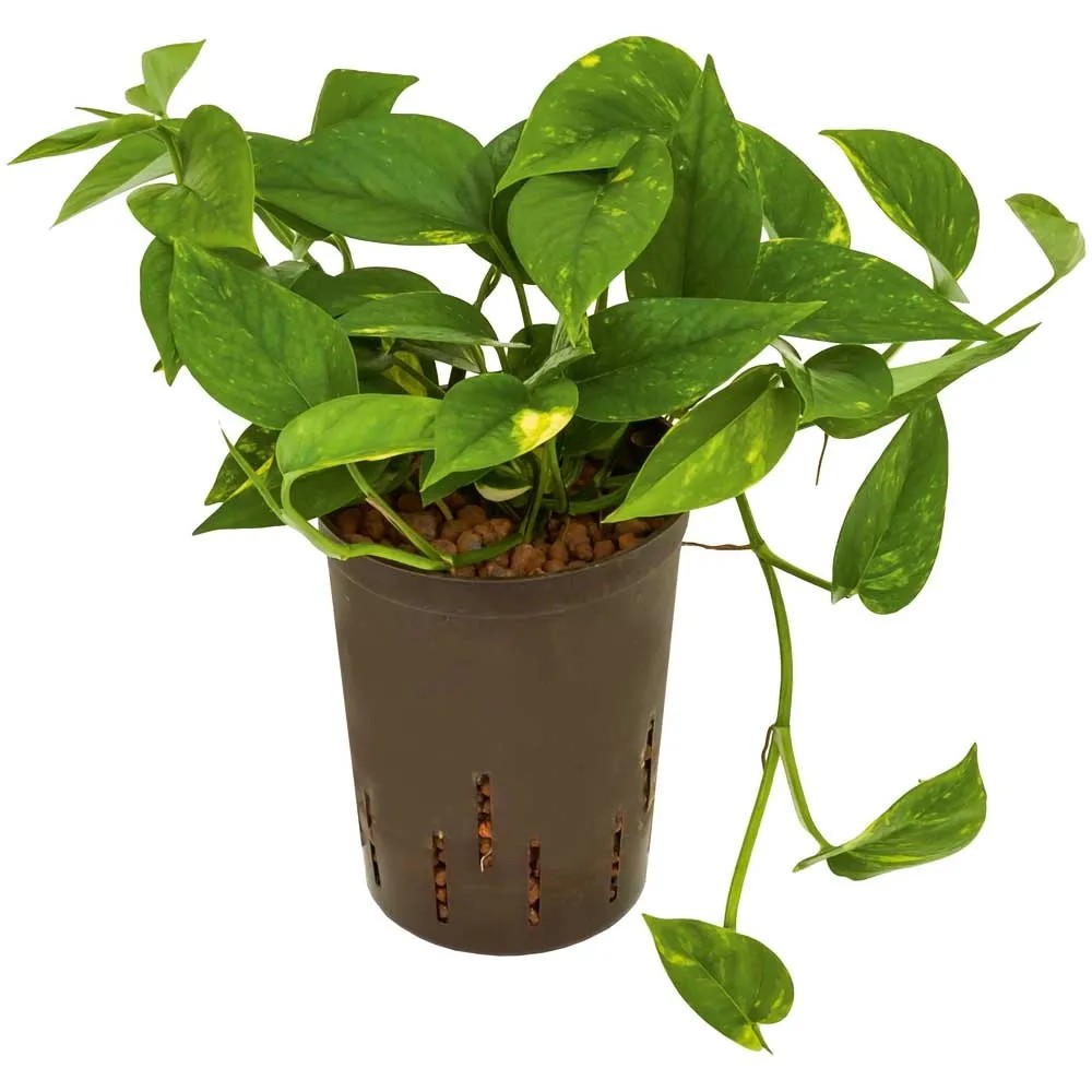 Hydropflanze Efeutute Epipremnum pinnatum Aureum Topf  15 cm
