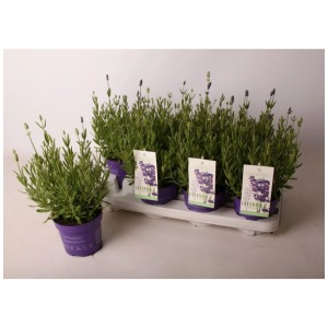Lavande Mixmasters Lavandula Angustifolia en pot, variétés variées.