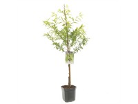 Echter Mandelbaum Prunus dulcis Topf 30 l / Höhe 140 - 160 cm