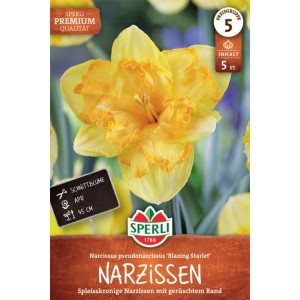 Sperli Narzisse 'Blazing Starlet' Blumenzwiebel mit gelb-orangener Blüte und gerüschtem Rand.