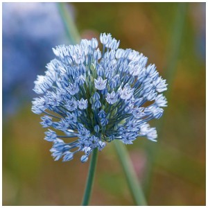 Gros plan d'une fleur d'oignon d'ornement bleue (Allium caeruleum) de GROW by OBI.