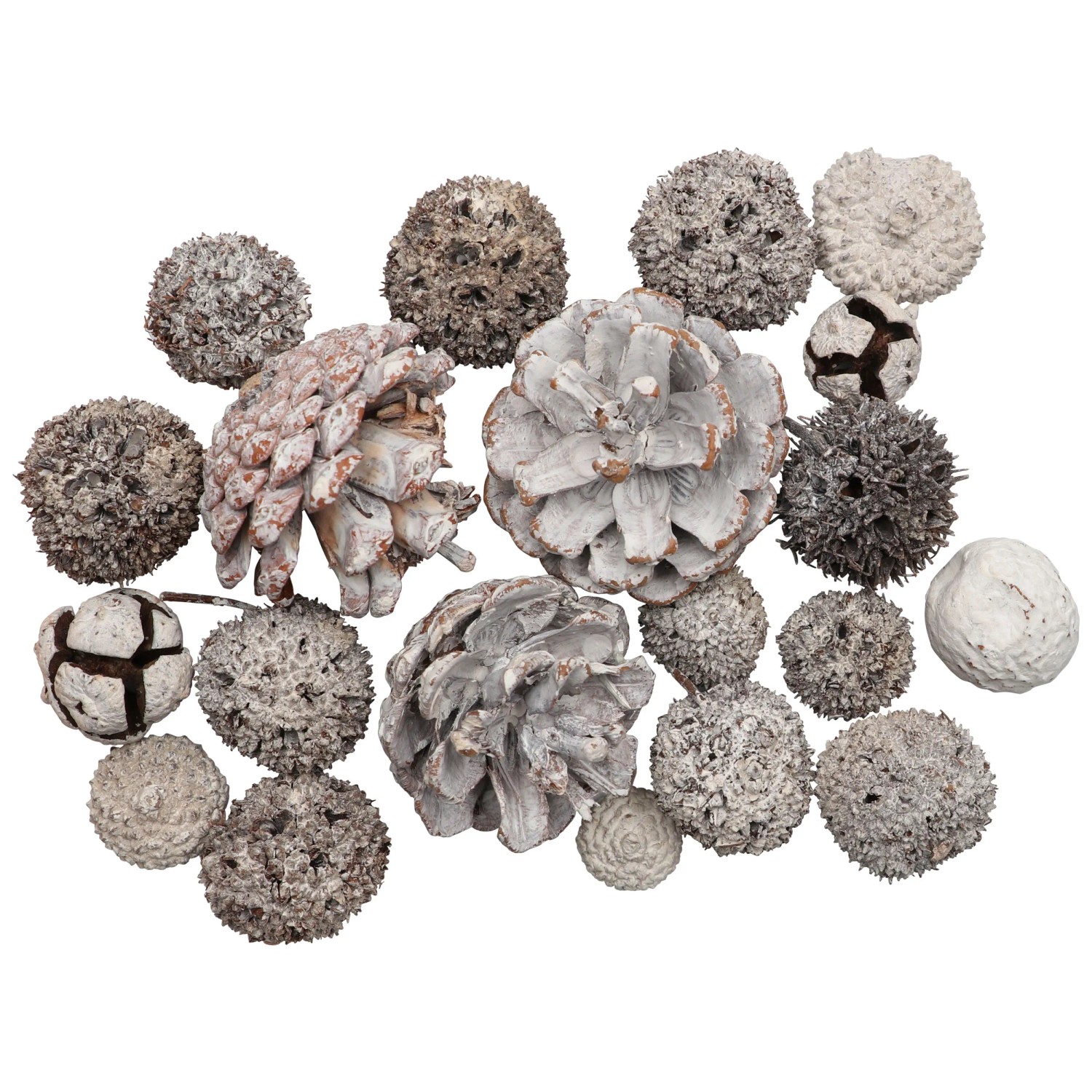Othmar Decorations Bastelnaturmaterial Zapfen Casuarina, 500 G