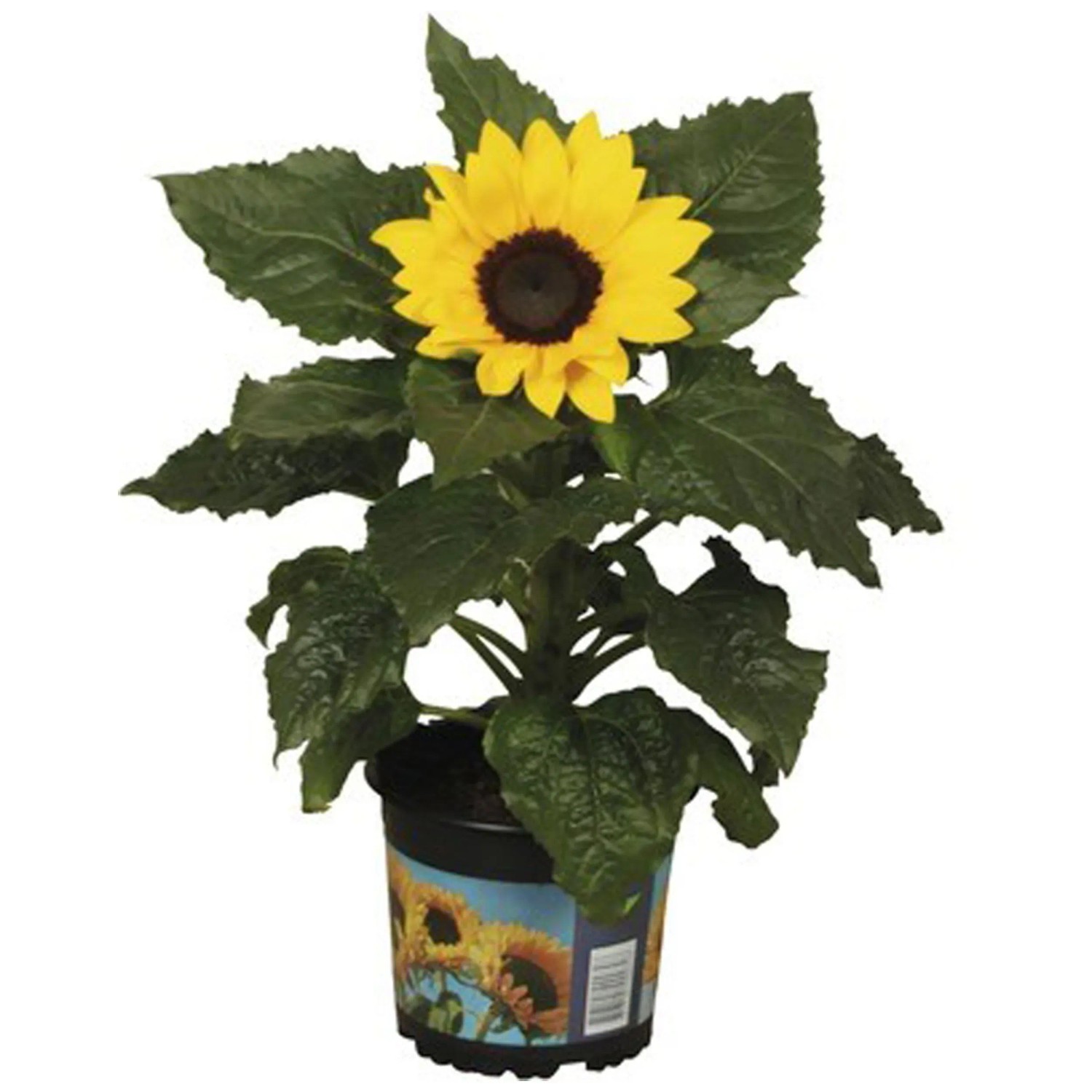 SZ Girasoli Artificiali 65 Cm – 6 Pezzi Per Decorazioni Interne, Finti Fiori Per Matrimoni E Feste - 4