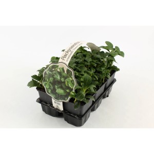 Couvre-sol Pachysandra Green Carpet en pot, persistant et résistant au froid.