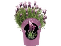 Schopf-Lavendel Nuance Busch Lavandula Topf Ø ca. 14 cm