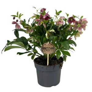 Hellébore ViV® Victoria en pot (Ø 17 cm). Rose de Noël résistante avec de délicates fleurs roses et violettes.
