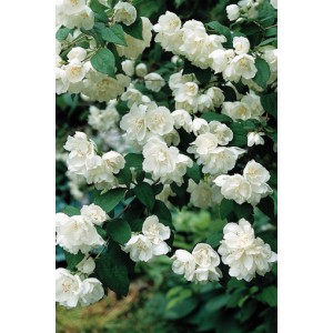 Gelsomino da giardino Minnesota Snowflake con fiori bianchi doppi e foglie verdi.