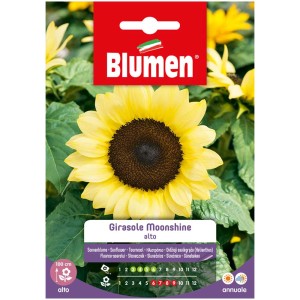 Graines de tournesol 'Moonshine' avec des fleurs jaune pâle et un centre foncé.
