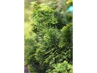 Zwerg-Muschelzypresse Dunkelgrün 2,5 l