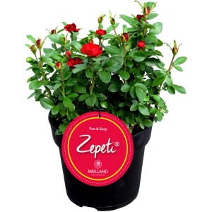GROW by OBI Beetrose Zepeti im 3,5 l Topf mit roten Blüten und grünen Blättern.