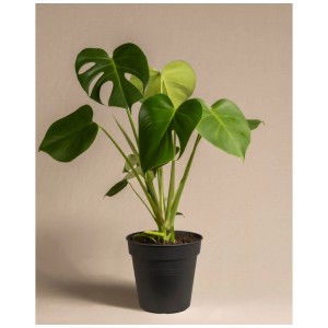 Feey Monstera deliciosa en pot, plante d'intérieur avec de grandes feuilles vertes.