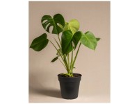 Feey Monstera deliciosa Höhe 40 - 60 cm