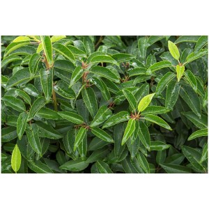 Lauro portoghese Angustifolia, pianta da siepe sempreverde con foglie lucide.